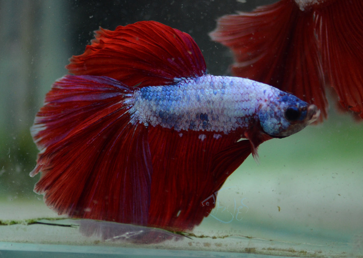 Red Purple Dragonscle Halfmoon Male