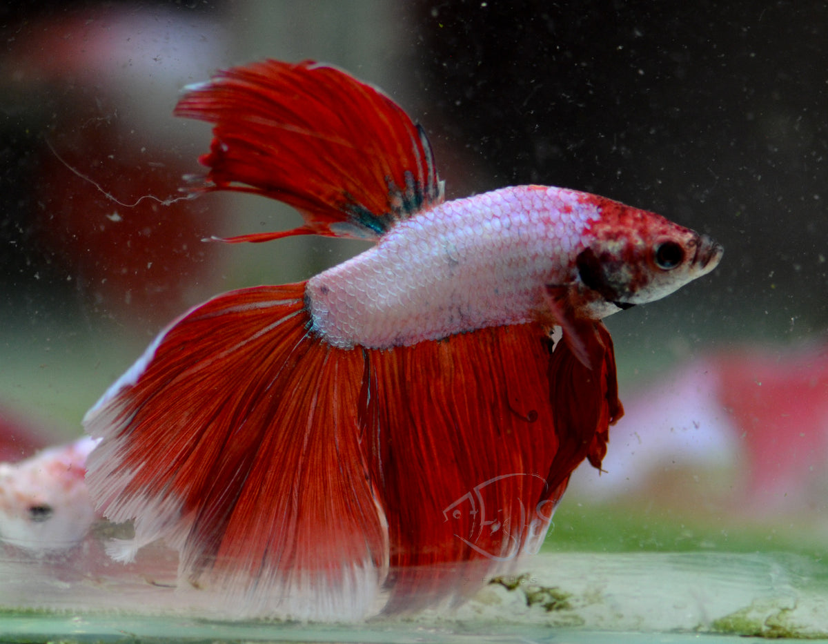 Red Purple Dragonscale Halfmoon Male