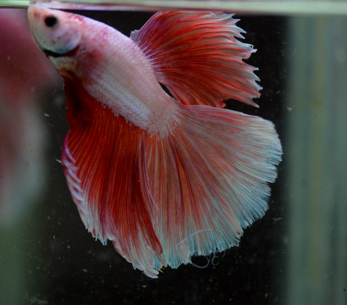 Red Pink Dragonscale Halfmoon Male