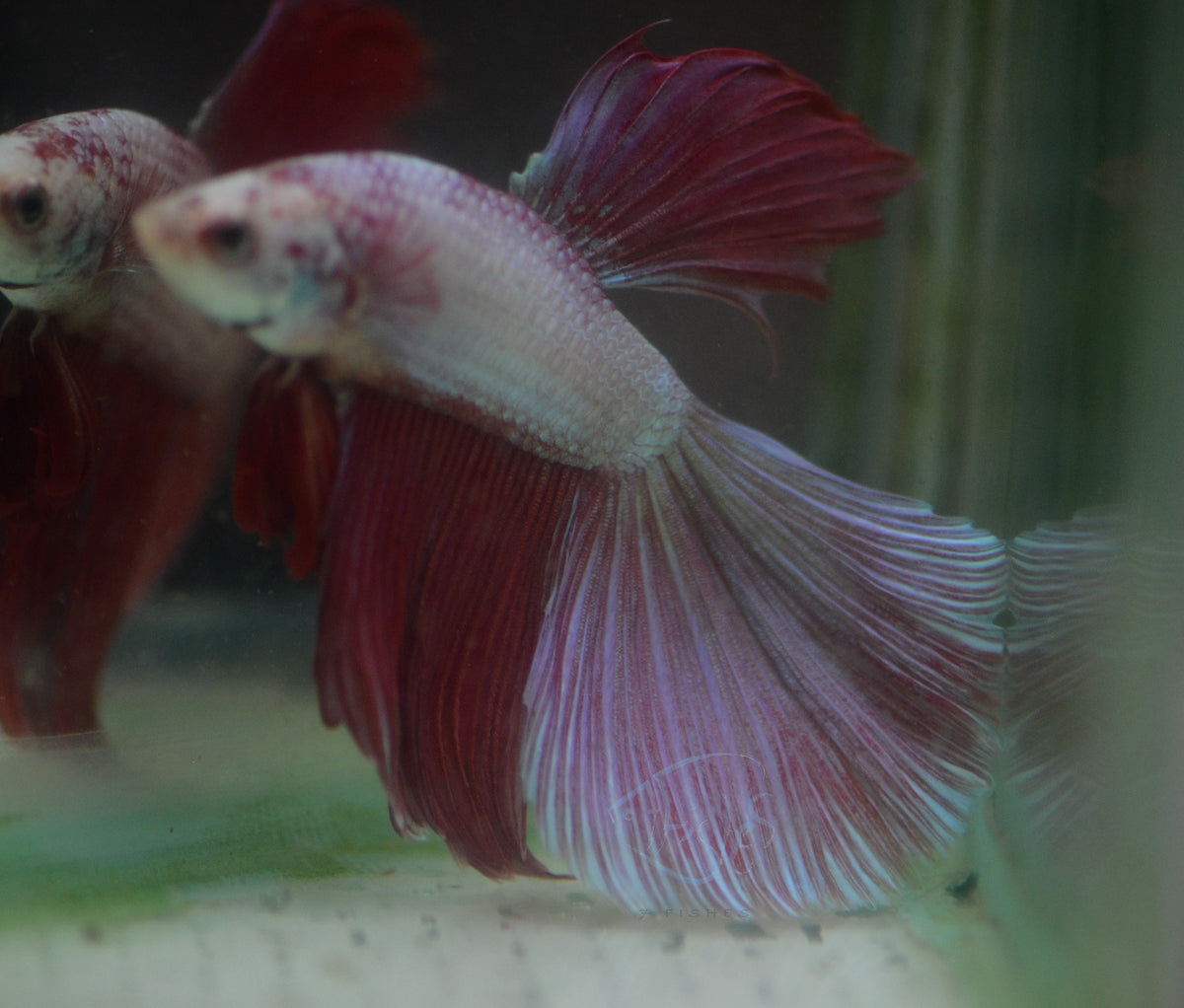 Red Purple Dragonscale Halfmoon Male