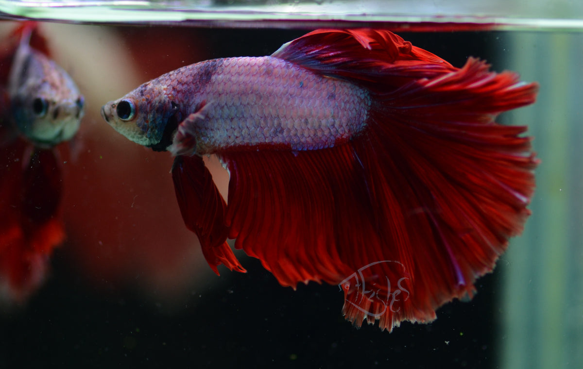 Red Purple Dragonscale Halfmoon Male