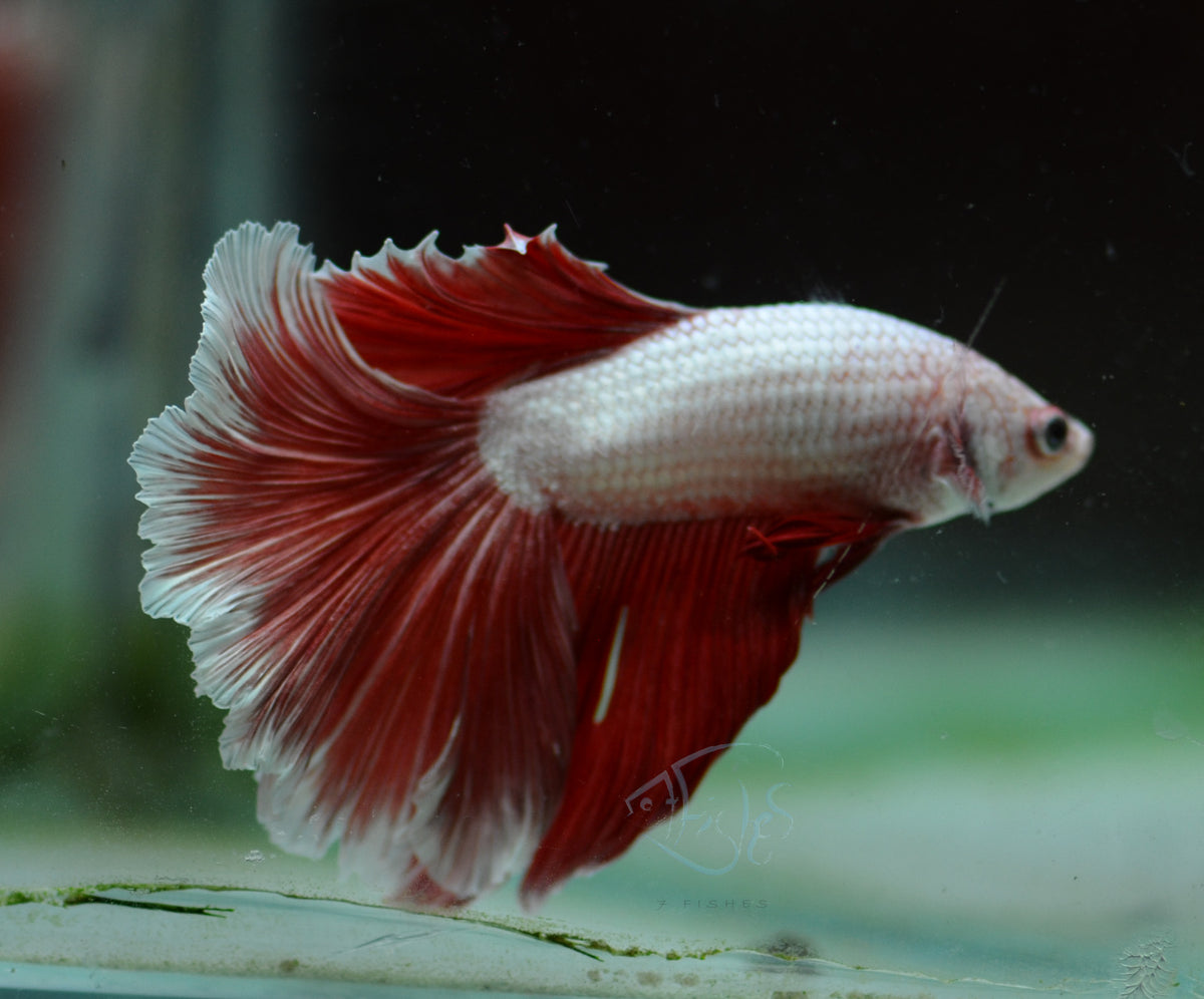 Red Dragon Halfmoon Male