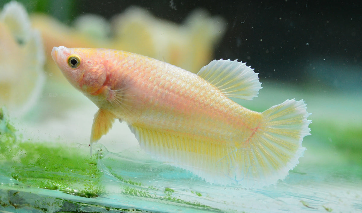 24K Gold HMPK Female