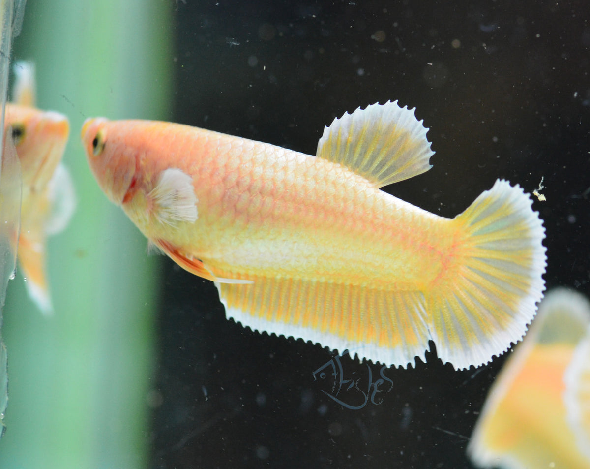 24K Gold HMPK Female