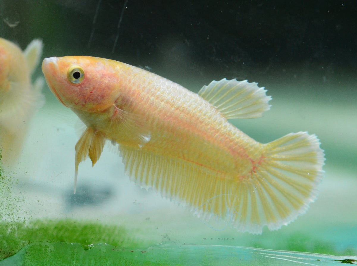 24K Gold HMPK Female