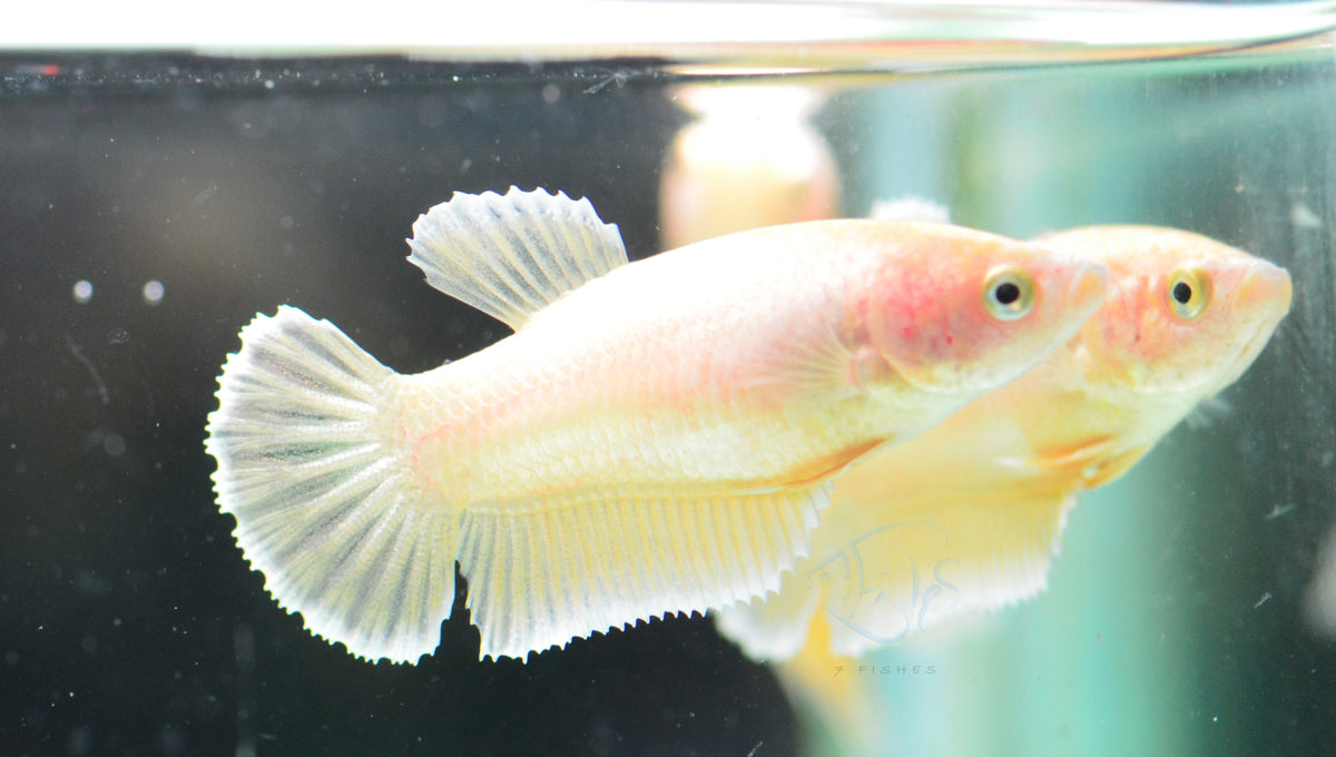 24K Gold HMPK Female