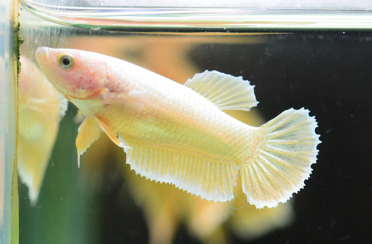 24K Gold HMPK Female