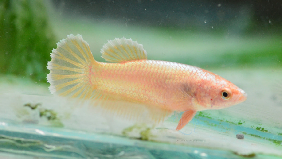 24K Gold HMPK Female