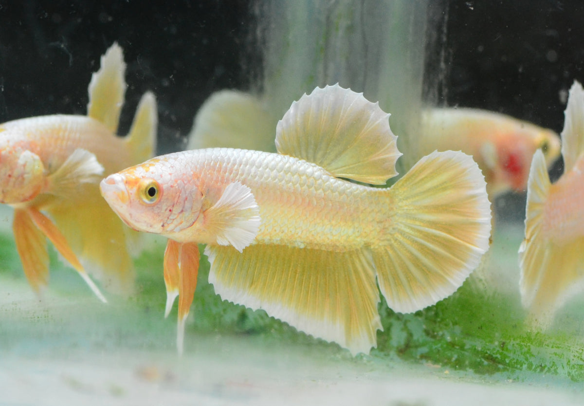 24K Gold HMPK Male