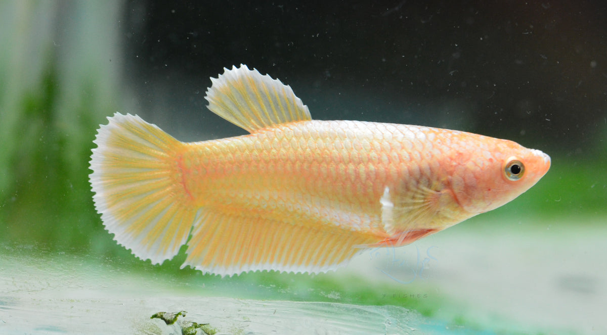 24K Gold HMPK Female
