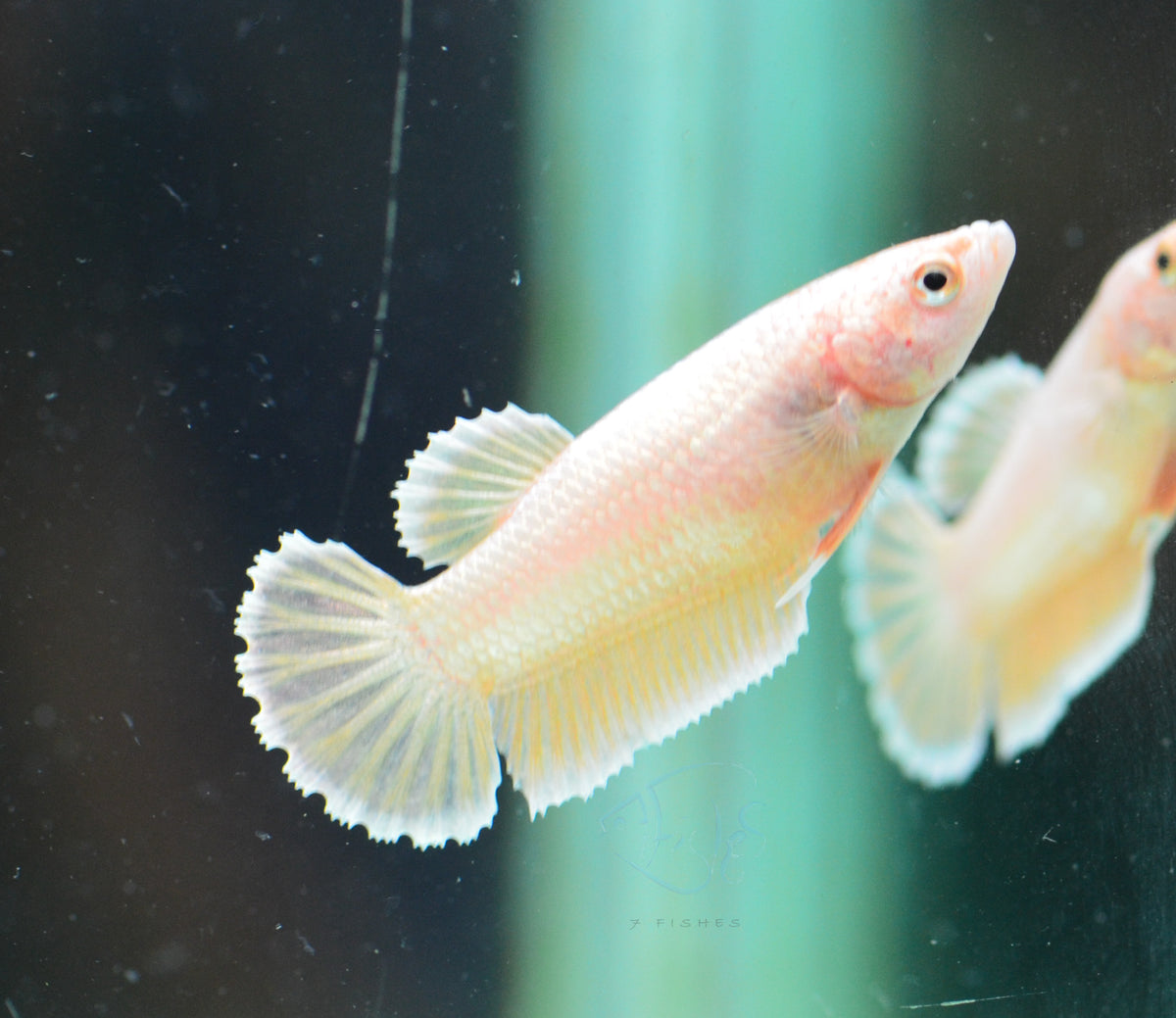 24K Gold HMPK Female