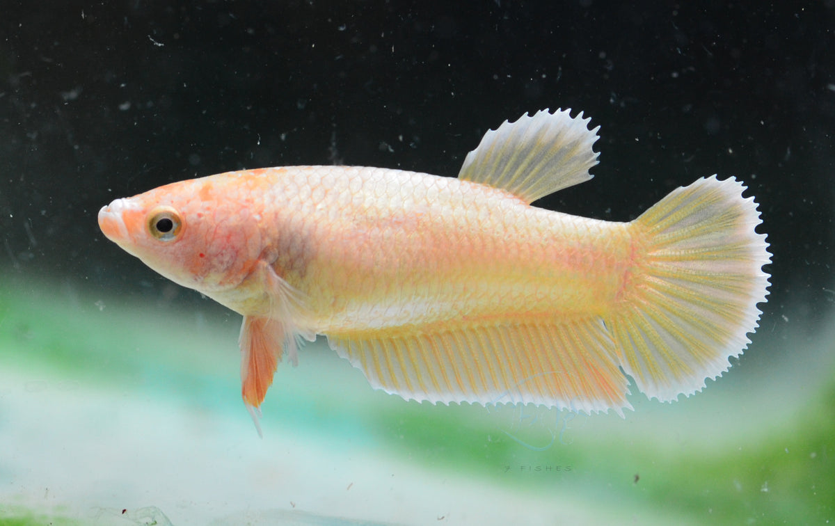 24K Gold HMPK Female