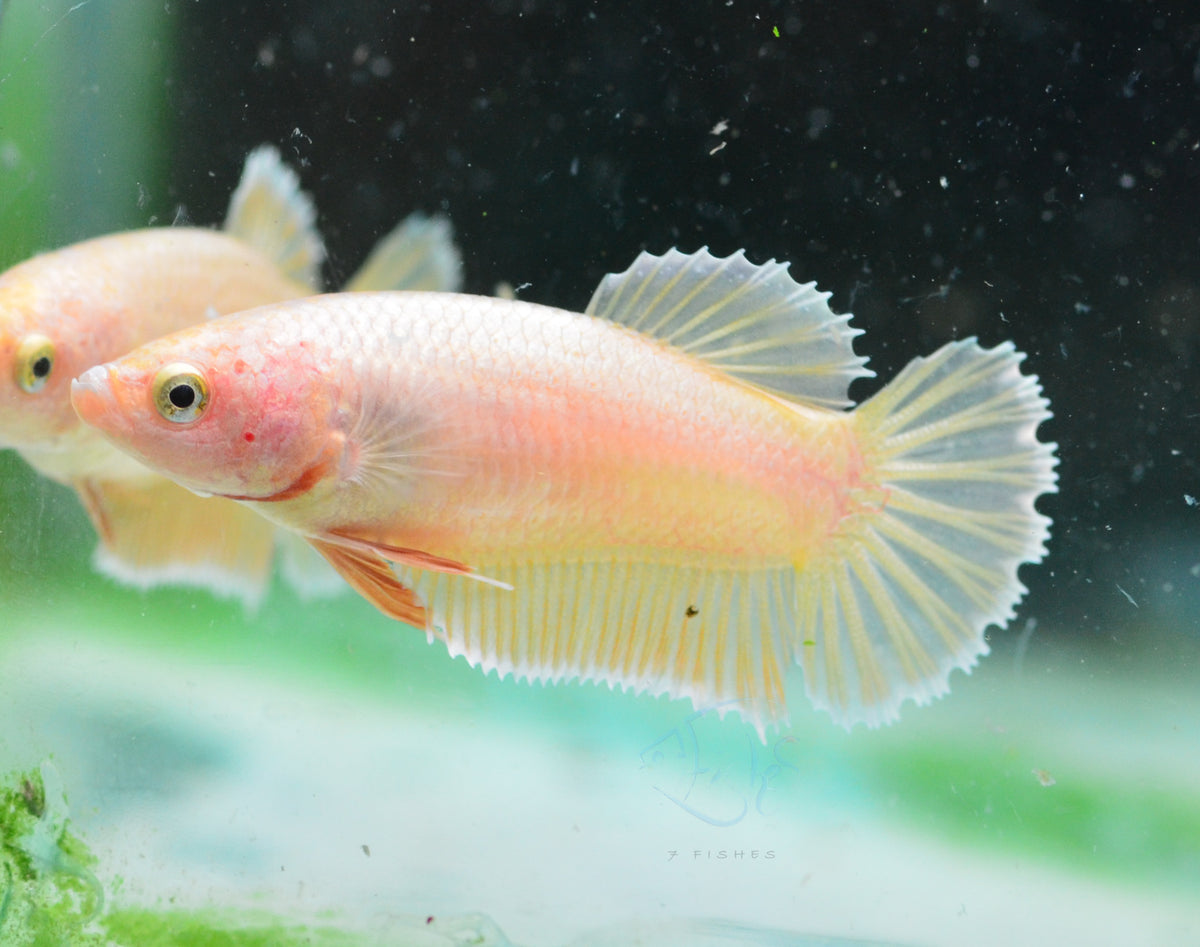 24K Gold HMPK Female