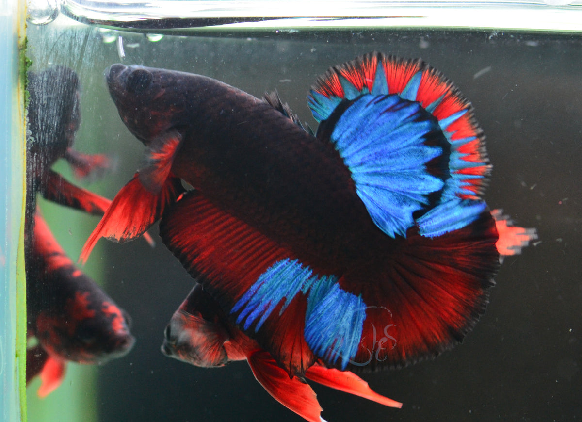 Black Base Hellboy HMPK Male