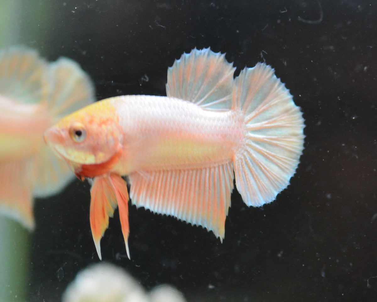 24K Gold HMPK Male