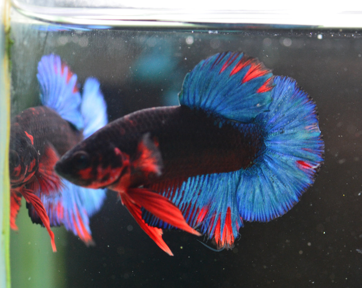 Black Base Hellboy HMPK Male
