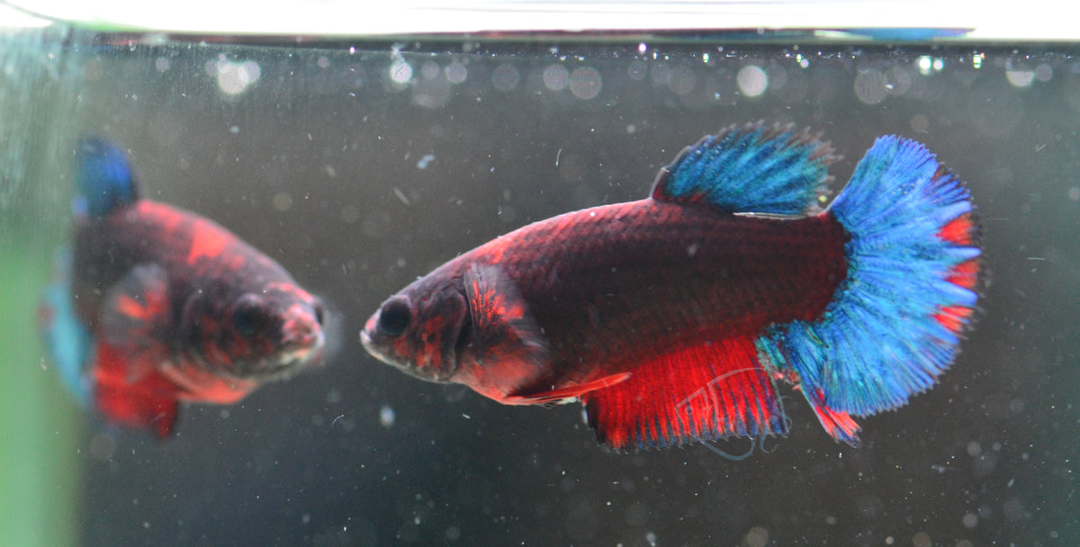 Black Base Hellboy HMPK Female