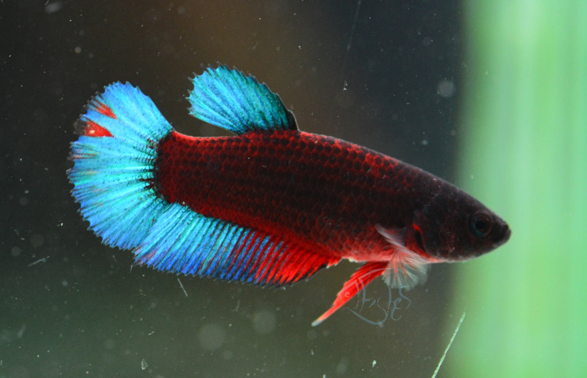 Black Base Hellboy HMPK Female