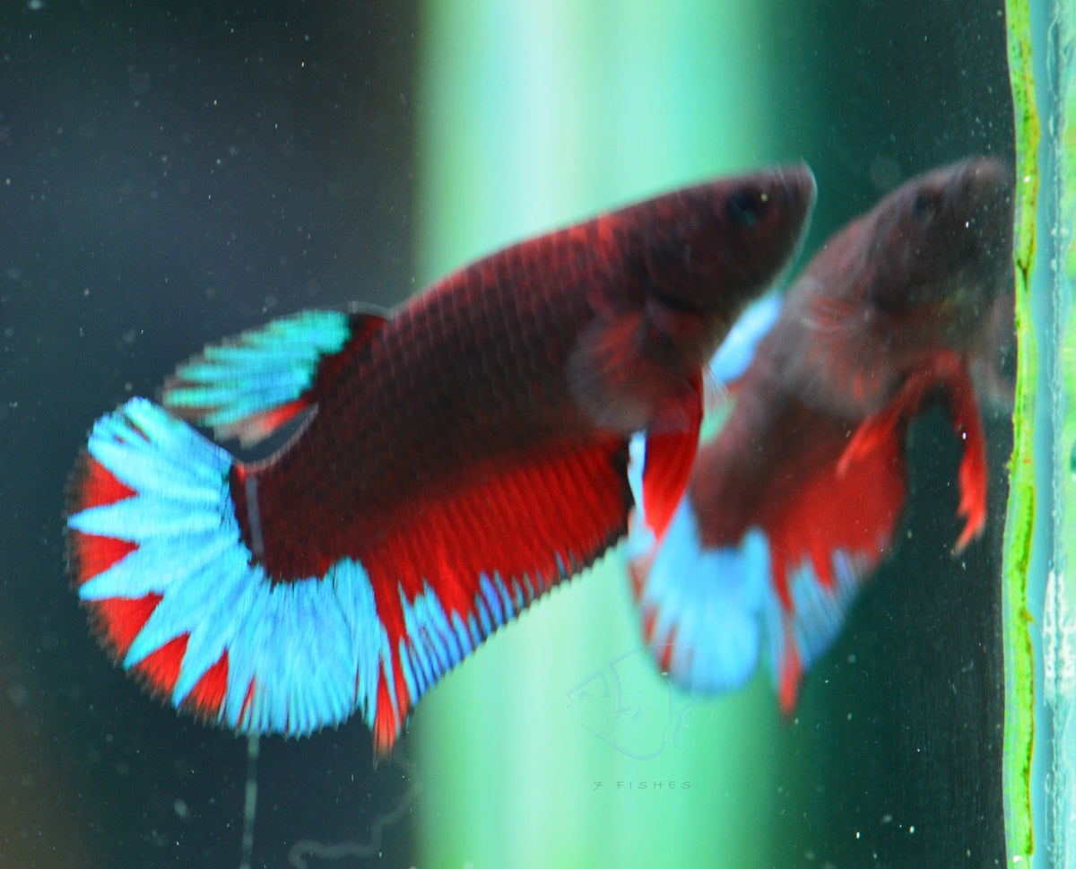 Black Base Hellboy HMPK Female