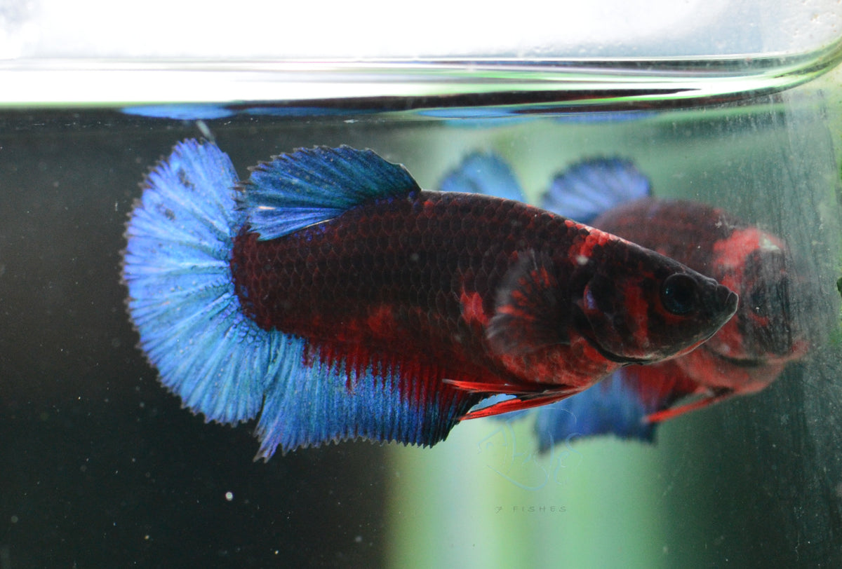 Black Base Hellboy HMPK Female