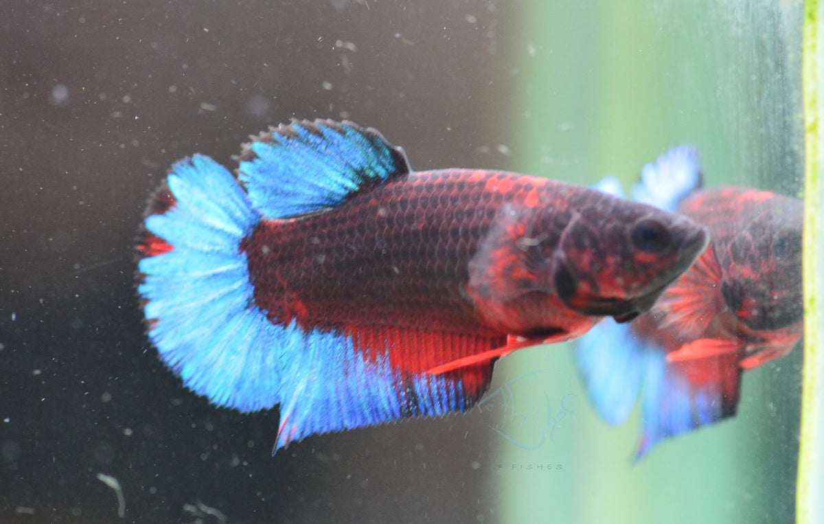 Black Base Hellboy HMPK Female