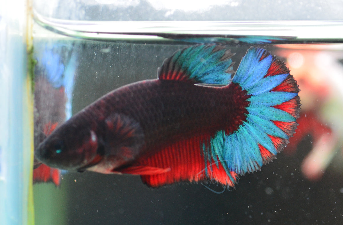 Black Base Hellboy HMPK Female