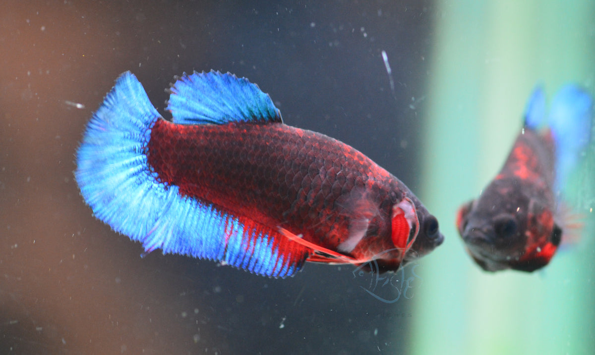 Black Base Hellboy HMPK Female