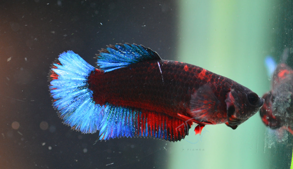 Black Base Hellboy HMPK Female