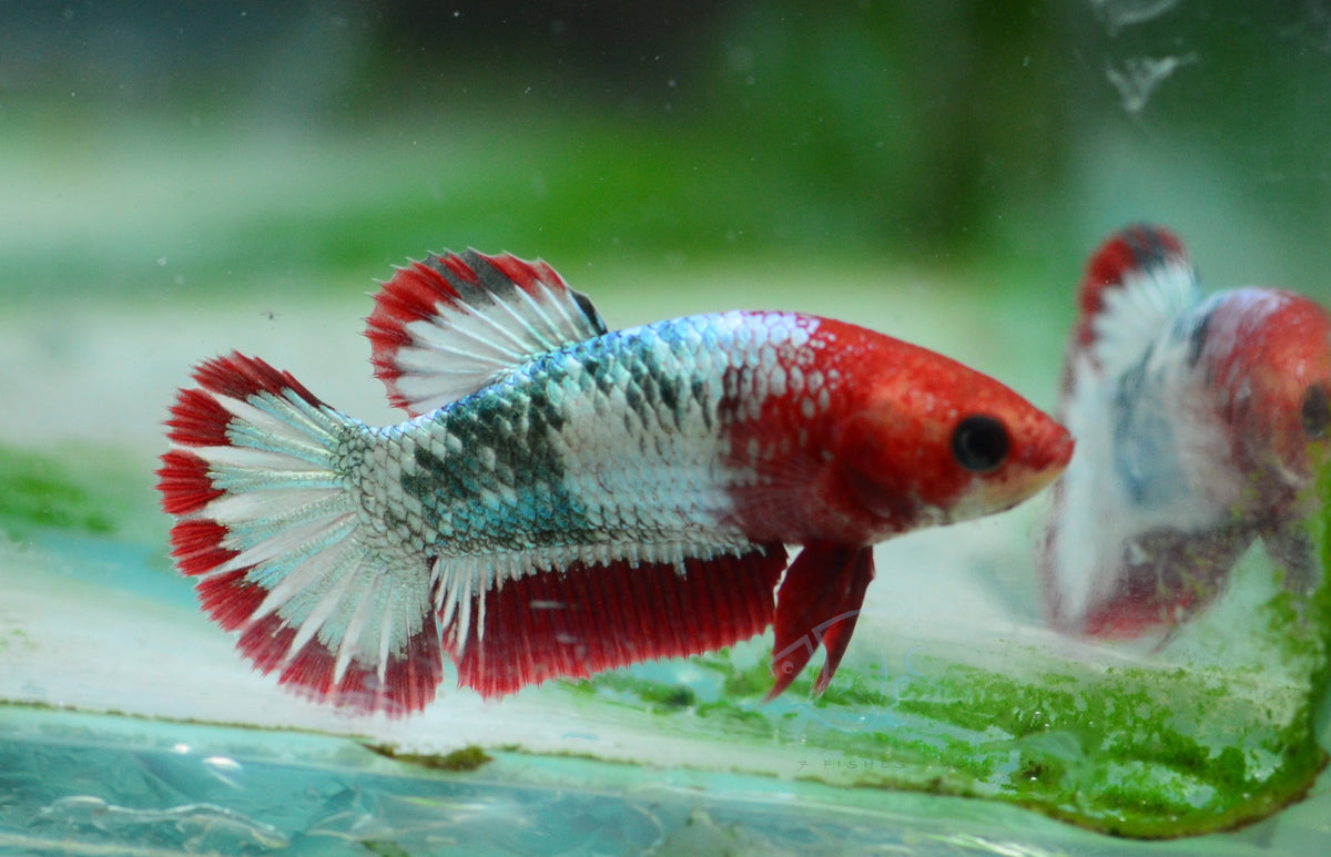 FCCP HMPK Female
