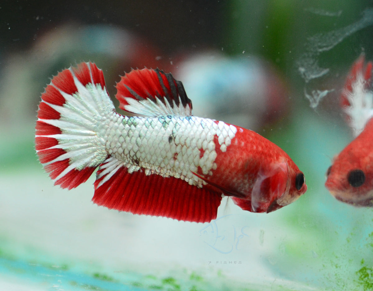 FCCP Startail HMPK Female