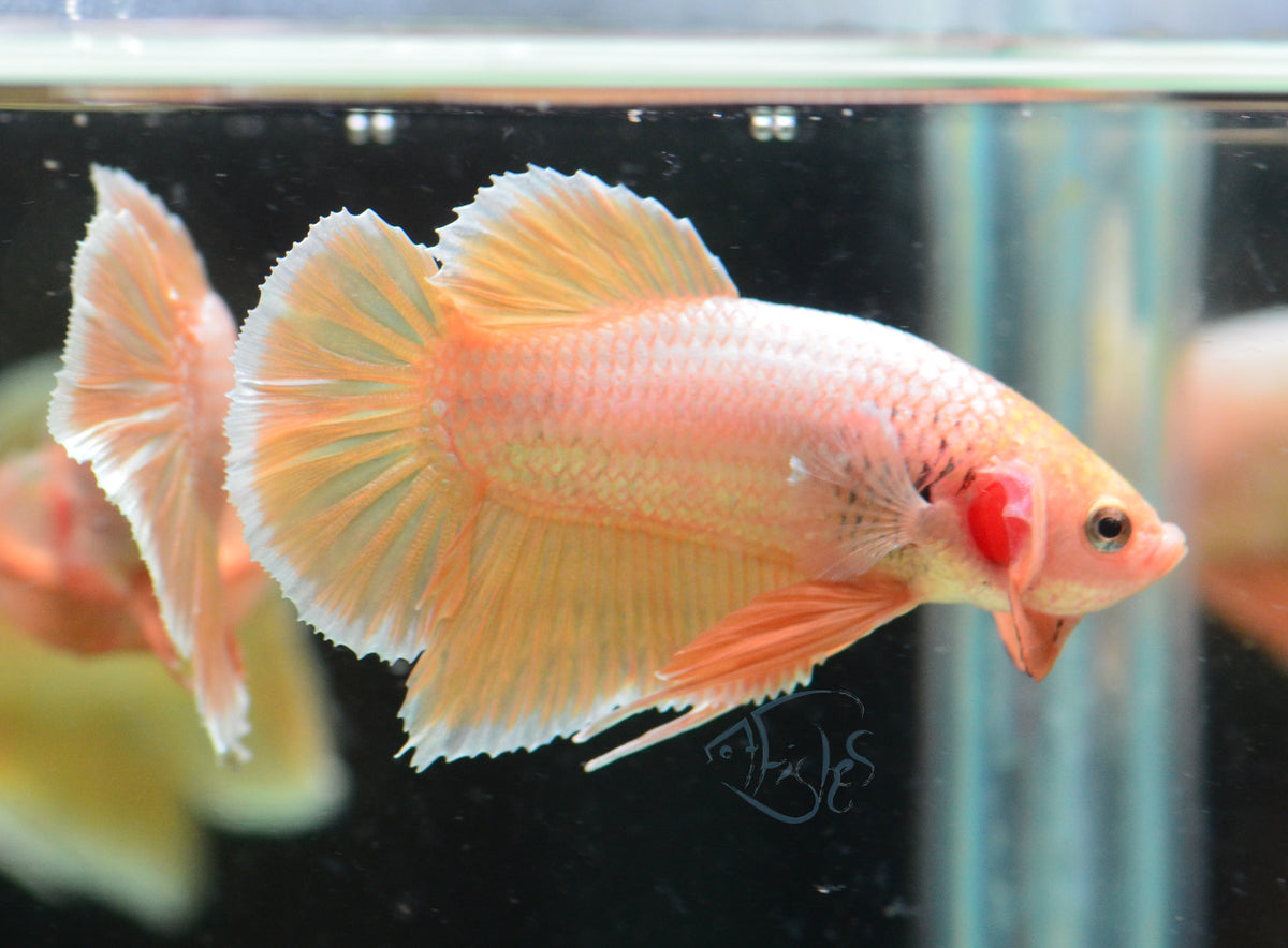 24K Gold HMPK Male