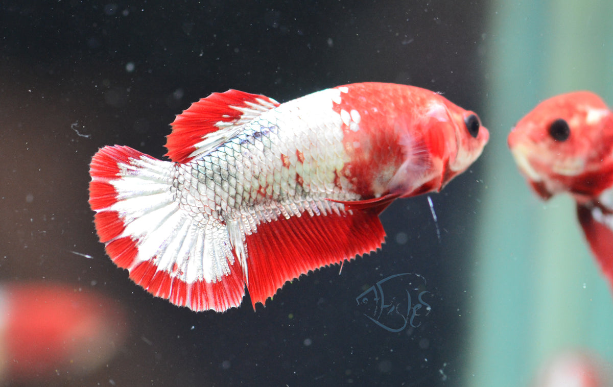 FCCP HMPK Female
