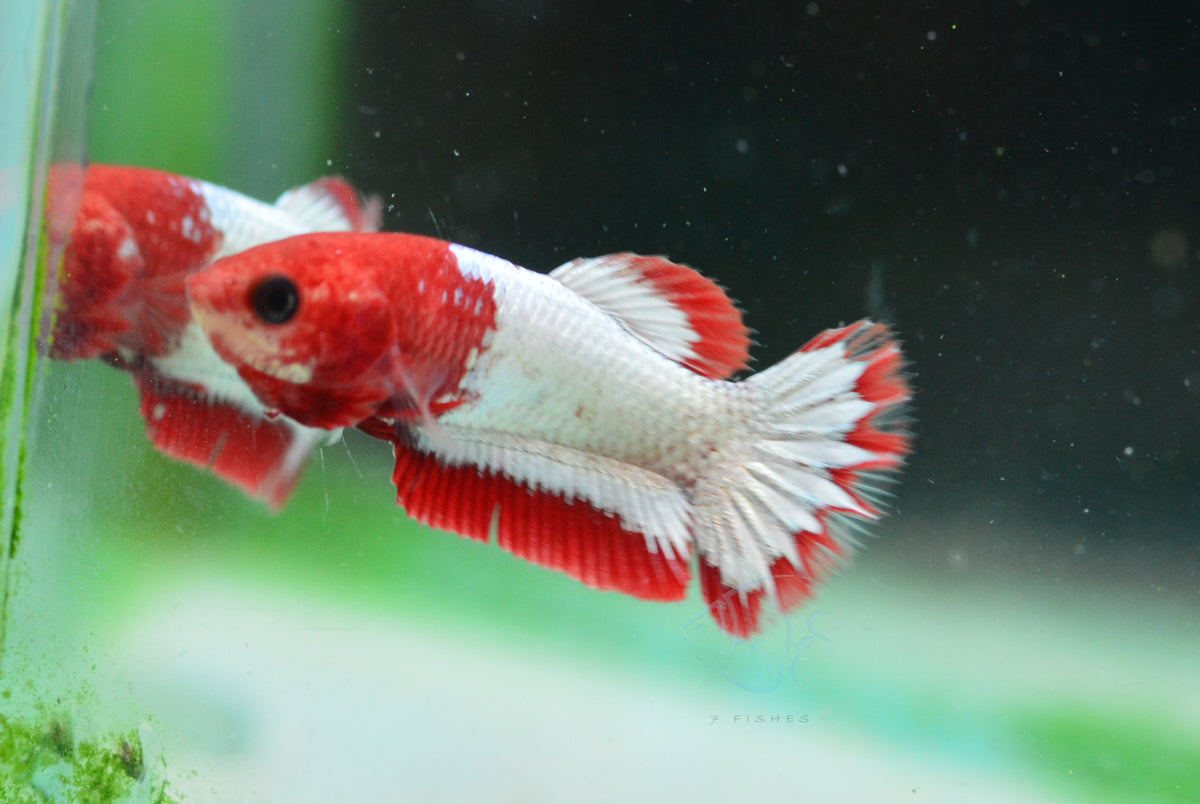 FCCP Stratail HMPK Female