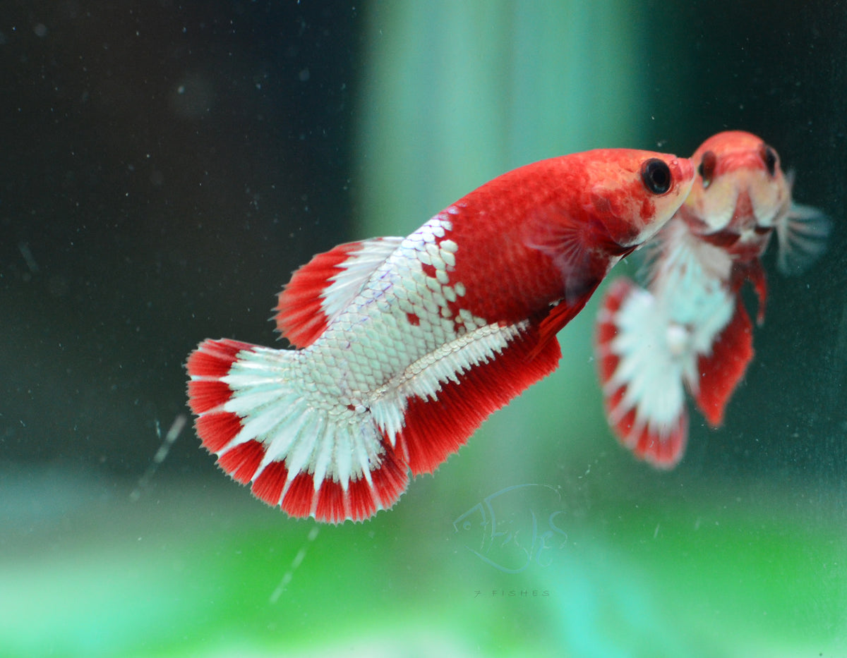 FCCP Stratail HMPK Female