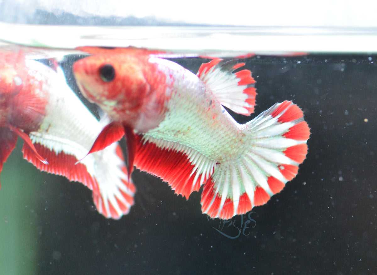 FCCP Stratail HMPK Female