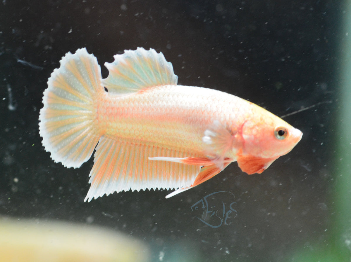 24K Gold HMPK Male