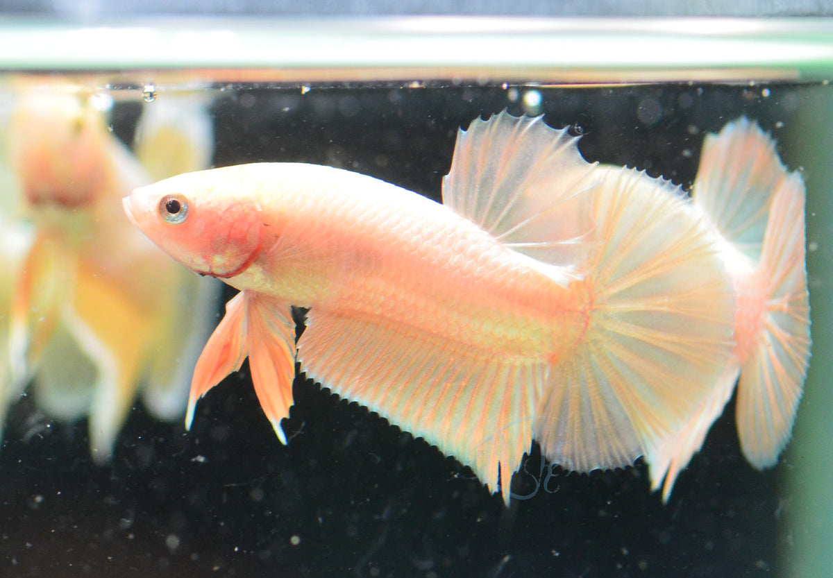24K Gold HMPK Male