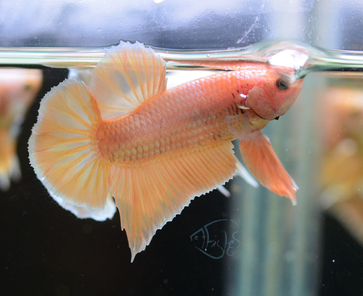 24K Gold HMPK Male