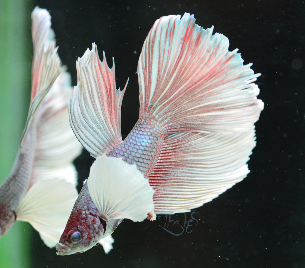 Lavender Dumbo Delta-tail Male