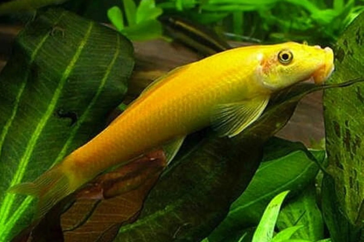 Gold Algae Eater