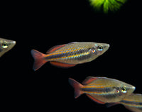 Load image into Gallery viewer, Goyder River Rainbowfish Juvenile  (Melanotaenia Trifasciata)
