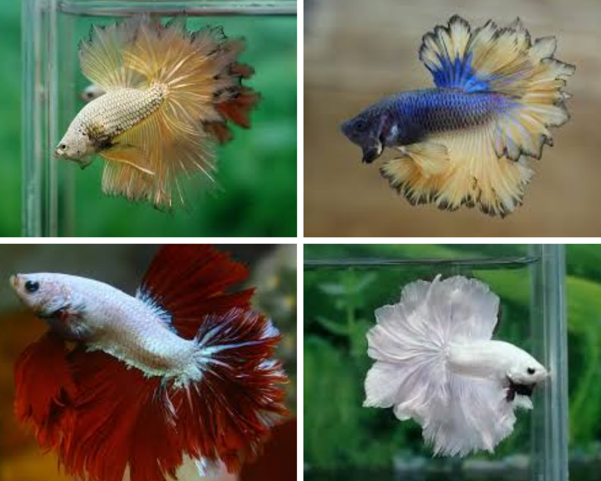Assorted Feathertail Male