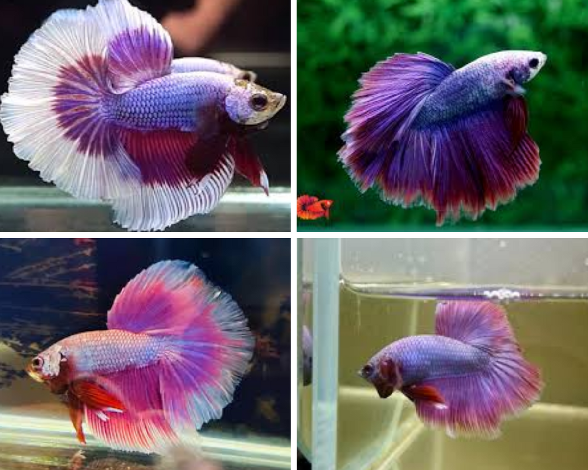 Assorted Purple/Lavender Male