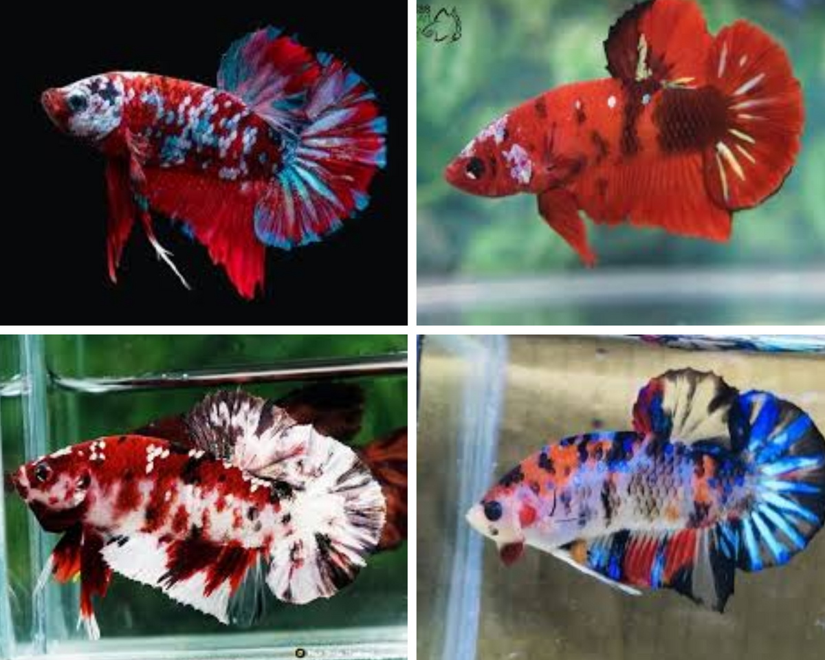 Assorted Koi HMPK Male