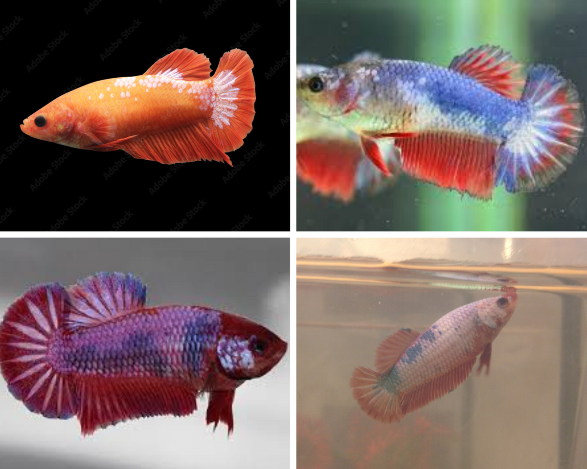 Assorted Fancy/Marble HMPK Female