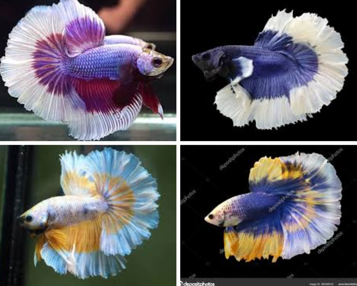 Assorted Butterfly Halfmoon Male