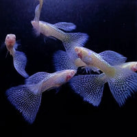 Albino Blue Grass Guppy Pair