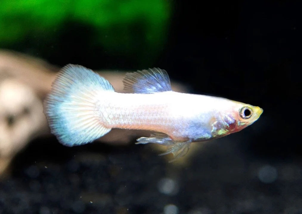 Platinum Guppy Male