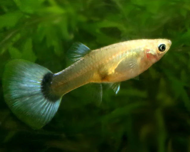 Blue Guppy Female