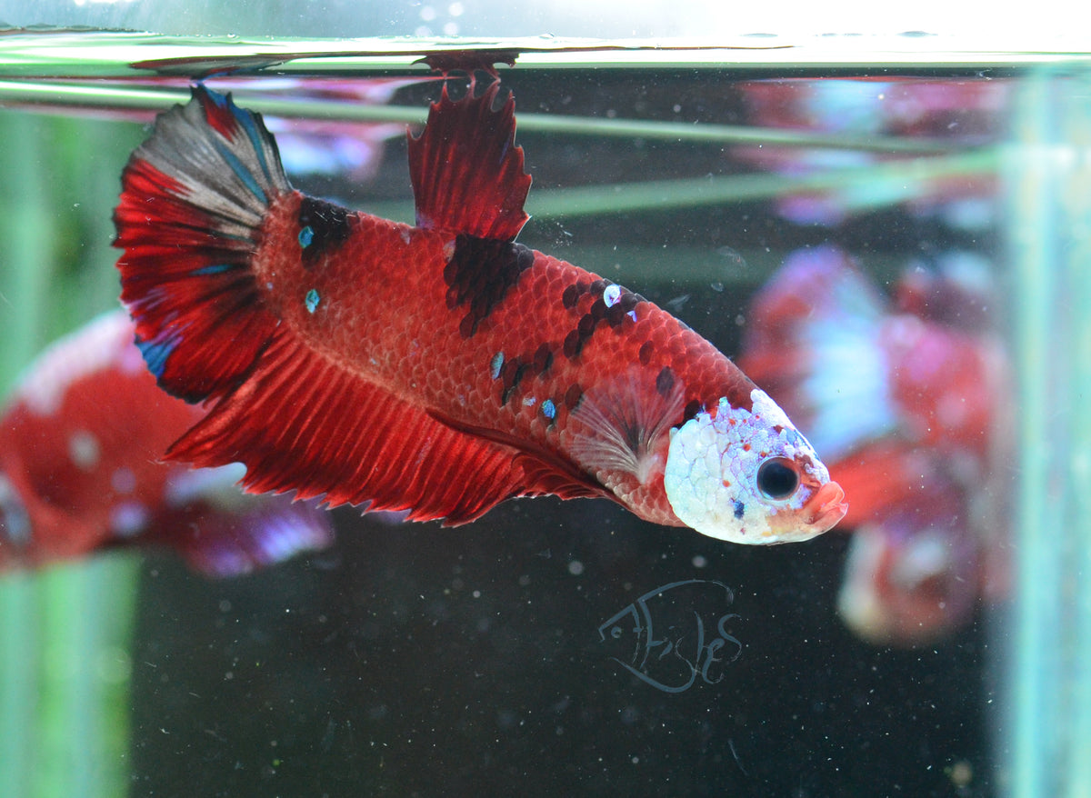 Red Koi HMPK Male
